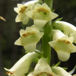 FuturePlanter Alle Pflanzen Im Shop Gelber Fingerhut (Digitalis Lutea)
