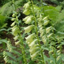 FuturePlanter Alle Pflanzen Im Shop Gelber Fingerhut (Digitalis Lutea)
