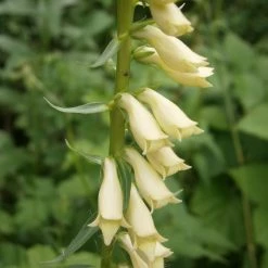 FuturePlanter Alle Pflanzen Im Shop Gelber Fingerhut (Digitalis Lutea)