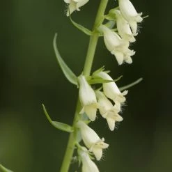 FuturePlanter Alle Pflanzen Im Shop Gelber Fingerhut (Digitalis Lutea)