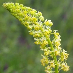 FuturePlanter Gelber Wau (Reseda Lutea) Alle Pflanzen Im Shop