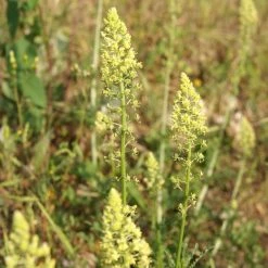 FuturePlanter Gelber Wau (Reseda Lutea) Alle Pflanzen Im Shop