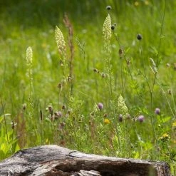 FuturePlanter Gelber Wau (Reseda Lutea) Alle Pflanzen Im Shop
