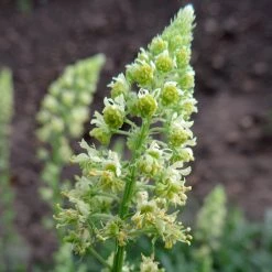 FuturePlanter Gelber Wau (Reseda Lutea) Alle Pflanzen Im Shop