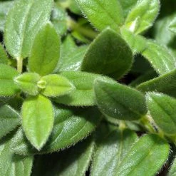 FuturePlanter Alle Pflanzen Im Shop Gelbes Sonnenröschen (Helianthemum Nummularium)