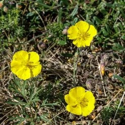 FuturePlanter Alle Pflanzen Im Shop Gelbes Sonnenröschen (Helianthemum Nummularium)
