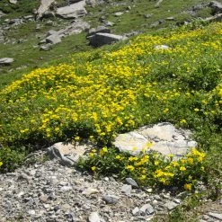 FuturePlanter Alle Pflanzen Im Shop Gelbes Sonnenröschen (Helianthemum Nummularium)