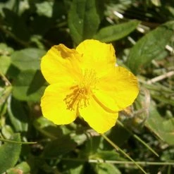 FuturePlanter Alle Pflanzen Im Shop Gelbes Sonnenröschen (Helianthemum Nummularium)
