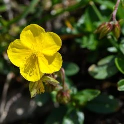 FuturePlanter Alle Pflanzen Im Shop Gelbes Sonnenröschen (Helianthemum Nummularium)