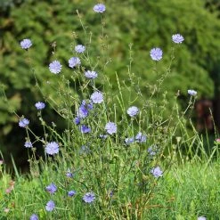 FuturePlanter Wegwarte (Cichorium Intybus)