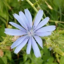 FuturePlanter Wegwarte (Cichorium Intybus)