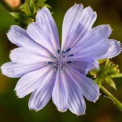 FuturePlanter Wegwarte (Cichorium Intybus)