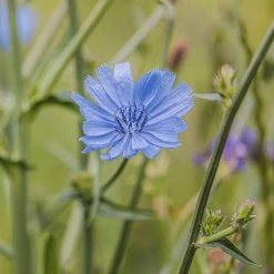 FuturePlanter Wegwarte (Cichorium Intybus)