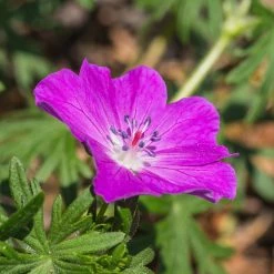 FuturePlanter Alle Pflanzen Im Shop Blutroter Storchschnabel (Geranium Sanguineum)