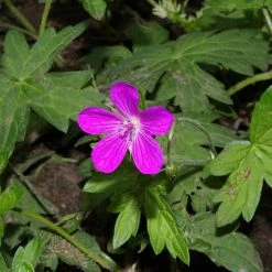 FuturePlanter Sumpf-Storchschnabel (Geranium Palustre) Alle Pflanzen Im Shop
