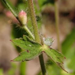 FuturePlanter Alle Pflanzen Im Shop Brauner Storchschnabel (Geranium Phaeum)