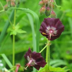 FuturePlanter Alle Pflanzen Im Shop Brauner Storchschnabel (Geranium Phaeum)