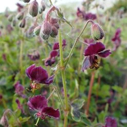 FuturePlanter Alle Pflanzen Im Shop Brauner Storchschnabel (Geranium Phaeum)
