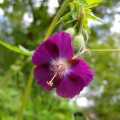 FuturePlanter Alle Pflanzen Im Shop Brauner Storchschnabel (Geranium Phaeum)