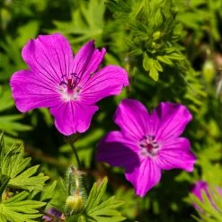 FuturePlanter Alle Pflanzen Im Shop Blutroter Storchschnabel (Geranium Sanguineum)