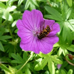 FuturePlanter Alle Pflanzen Im Shop Blutroter Storchschnabel (Geranium Sanguineum)