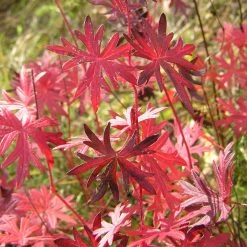 FuturePlanter Alle Pflanzen Im Shop Blutroter Storchschnabel (Geranium Sanguineum)