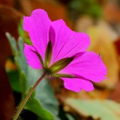 FuturePlanter Alle Pflanzen Im Shop Blutroter Storchschnabel (Geranium Sanguineum)