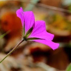 FuturePlanter Alle Pflanzen Im Shop Blutroter Storchschnabel (Geranium Sanguineum)