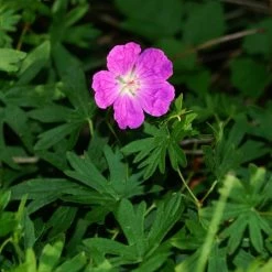 FuturePlanter Alle Pflanzen Im Shop Blutroter Storchschnabel (Geranium Sanguineum)