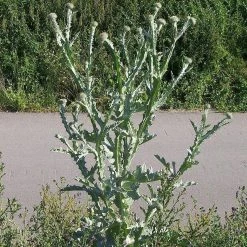 FuturePlanter Gewöhnliche Eselsdistel (Onopordum Acanthium) Alle Pflanzen Im Shop 14 FuturePlanter Gewöhnliche Eselsdistel (Onopordum Acanthium) Alle Pflanzen Im Shop