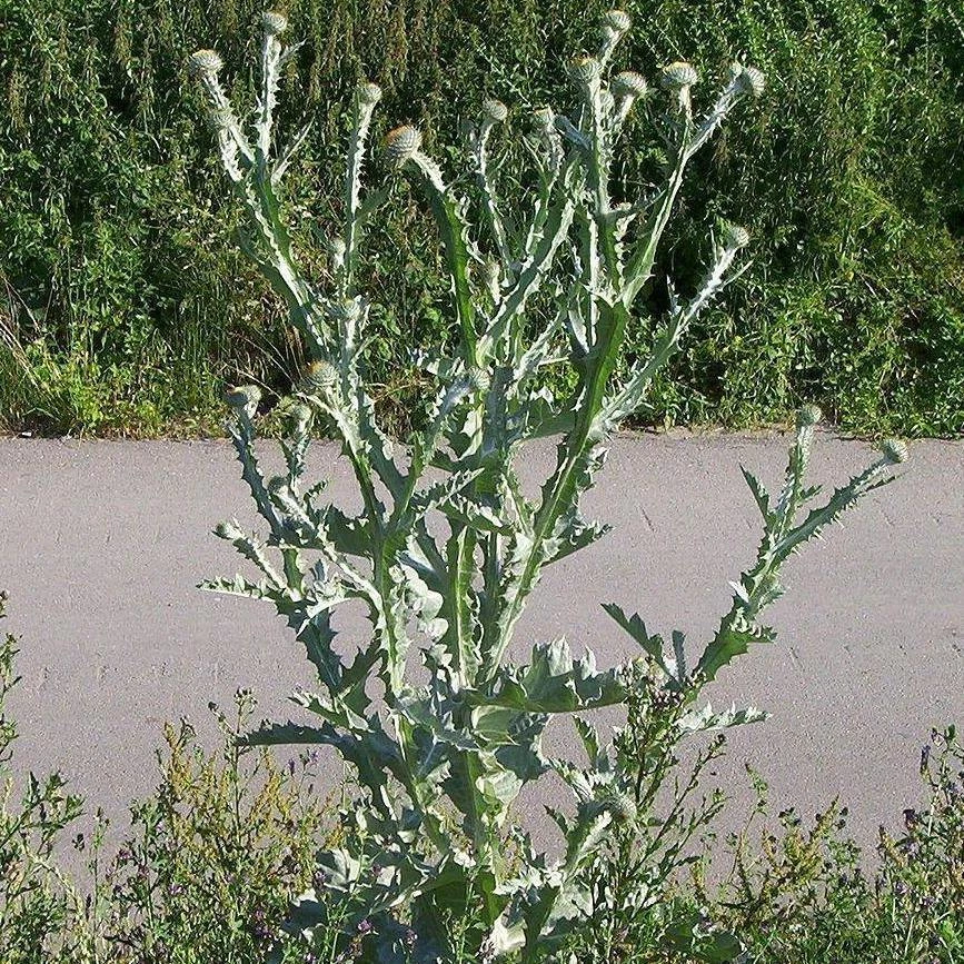 FuturePlanter Gewöhnliche Eselsdistel (Onopordum Acanthium) Alle Pflanzen Im Shop 7 FuturePlanter Gewöhnliche Eselsdistel (Onopordum Acanthium) Alle Pflanzen Im Shop