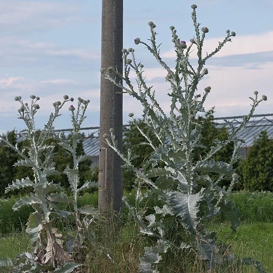 FuturePlanter Gewöhnliche Eselsdistel (Onopordum Acanthium) Alle Pflanzen Im Shop 6 FuturePlanter Gewöhnliche Eselsdistel (Onopordum Acanthium) Alle Pflanzen Im Shop