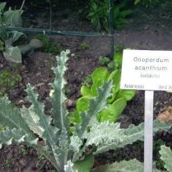 FuturePlanter Gewöhnliche Eselsdistel (Onopordum Acanthium) Alle Pflanzen Im Shop 12 FuturePlanter Gewöhnliche Eselsdistel (Onopordum Acanthium) Alle Pflanzen Im Shop