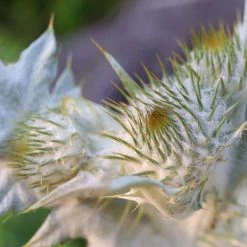 FuturePlanter Gewöhnliche Eselsdistel (Onopordum Acanthium) Alle Pflanzen Im Shop 10 FuturePlanter Gewöhnliche Eselsdistel (Onopordum Acanthium) Alle Pflanzen Im Shop