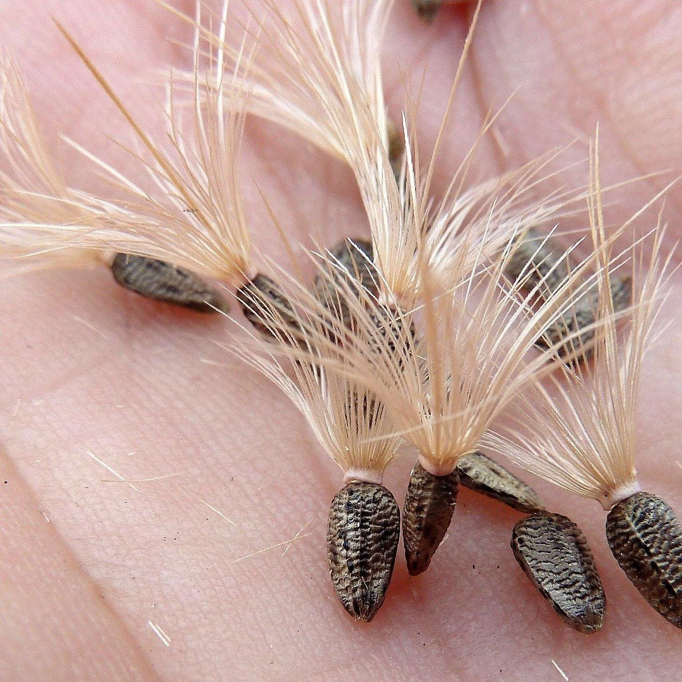 FuturePlanter Gewöhnliche Eselsdistel (Onopordum Acanthium) Alle Pflanzen Im Shop 8 FuturePlanter Gewöhnliche Eselsdistel (Onopordum Acanthium) Alle Pflanzen Im Shop