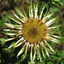 FuturePlanter Gewöhnliche Golddistel (Carlina Vulgaris)