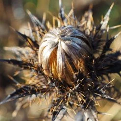 FuturePlanter Gewöhnliche Golddistel (Carlina Vulgaris)