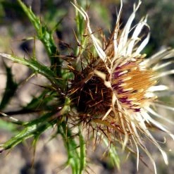 FuturePlanter Gewöhnliche Golddistel (Carlina Vulgaris)