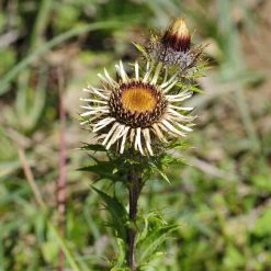 FuturePlanter Gewöhnliche Golddistel (Carlina Vulgaris)