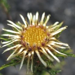 FuturePlanter Gewöhnliche Golddistel (Carlina Vulgaris)