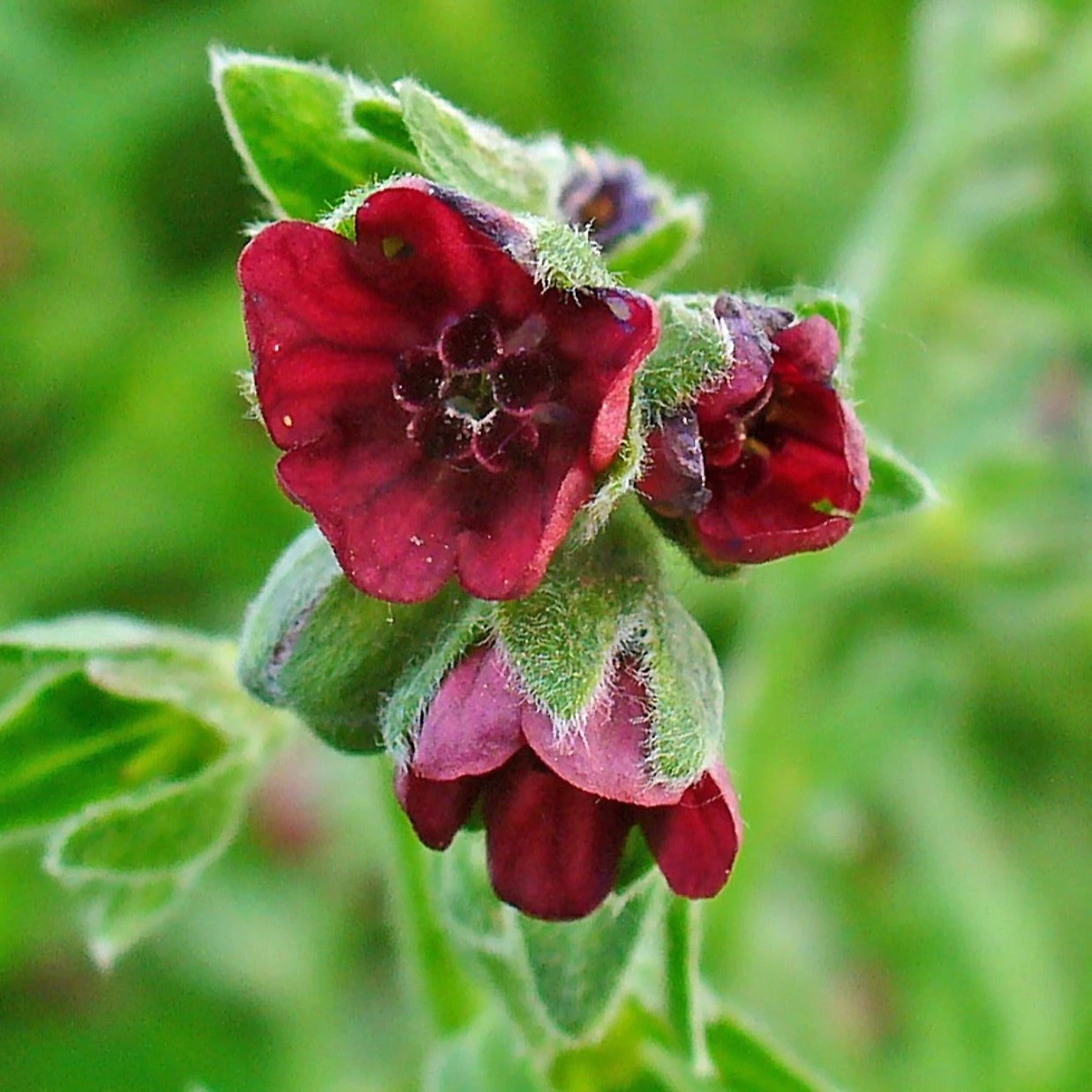 FuturePlanter Echte Hundszunge (Cynoglossum Officinale) 1 FuturePlanter Echte Hundszunge (Cynoglossum Officinale)