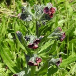 FuturePlanter Echte Hundszunge (Cynoglossum Officinale) 11 FuturePlanter Echte Hundszunge (Cynoglossum Officinale)