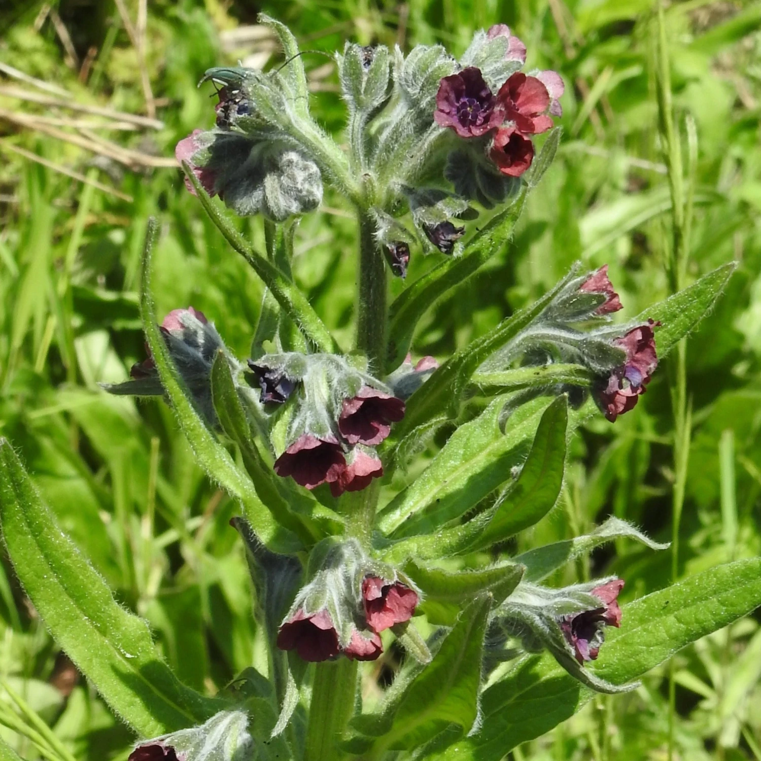 FuturePlanter Echte Hundszunge (Cynoglossum Officinale) 4 FuturePlanter Echte Hundszunge (Cynoglossum Officinale)