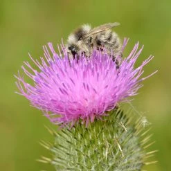 FuturePlanter Gewöhnliche Kratzdistel (Cirsium Vulgare) Alle Pflanzen Im Shop