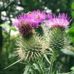 FuturePlanter Gewöhnliche Kratzdistel (Cirsium Vulgare) Alle Pflanzen Im Shop