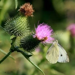 FuturePlanter Gewöhnliche Kratzdistel (Cirsium Vulgare) Alle Pflanzen Im Shop