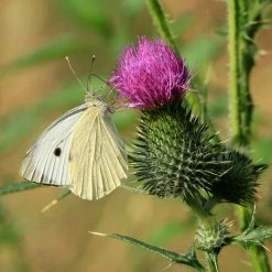FuturePlanter Gewöhnliche Kratzdistel (Cirsium Vulgare) Alle Pflanzen Im Shop