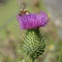 FuturePlanter Gewöhnliche Kratzdistel (Cirsium Vulgare) Alle Pflanzen Im Shop