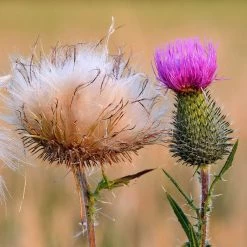 FuturePlanter Gewöhnliche Kratzdistel (Cirsium Vulgare) Alle Pflanzen Im Shop