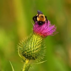 FuturePlanter Gewöhnliche Kratzdistel (Cirsium Vulgare) Alle Pflanzen Im Shop